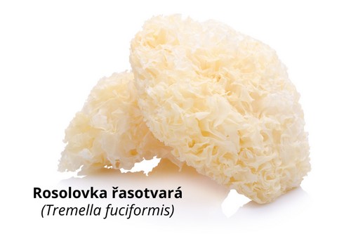 Tremella